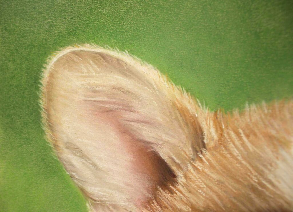 šunų portreto detalės, Pastelės ir Portretai