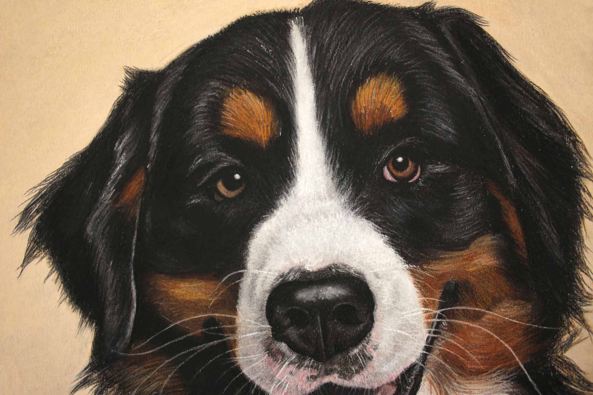 Pastelinis linksmo Berno zenenhundo portretas, sėdinčio šviesiame fone.