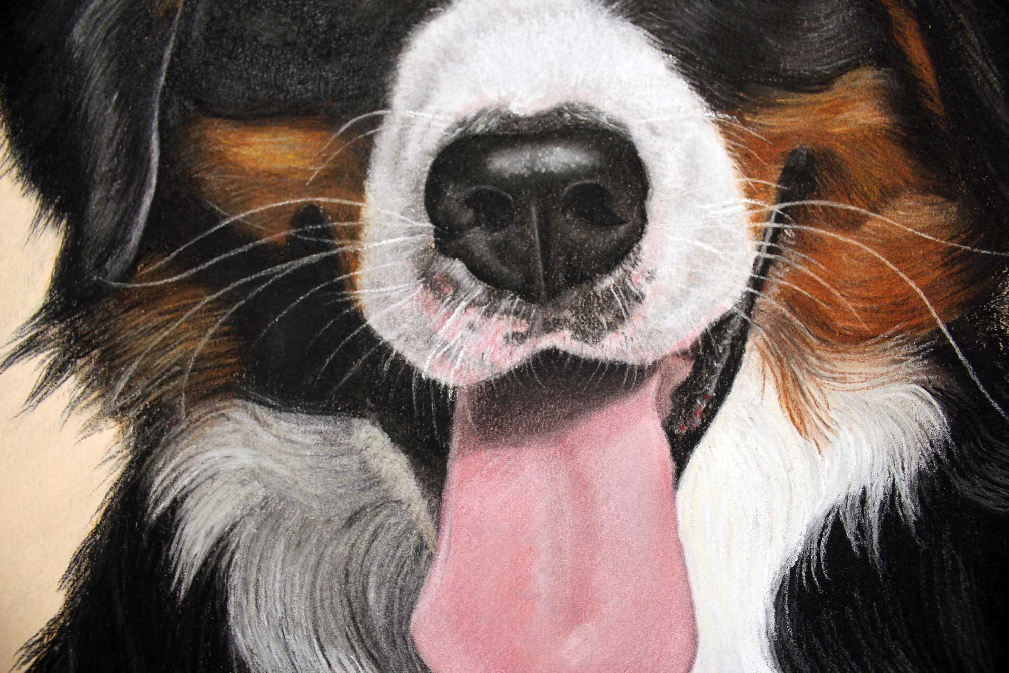 Pastelinis linksmo Berno zenenhundo portretas, sėdinčio šviesiame fone.