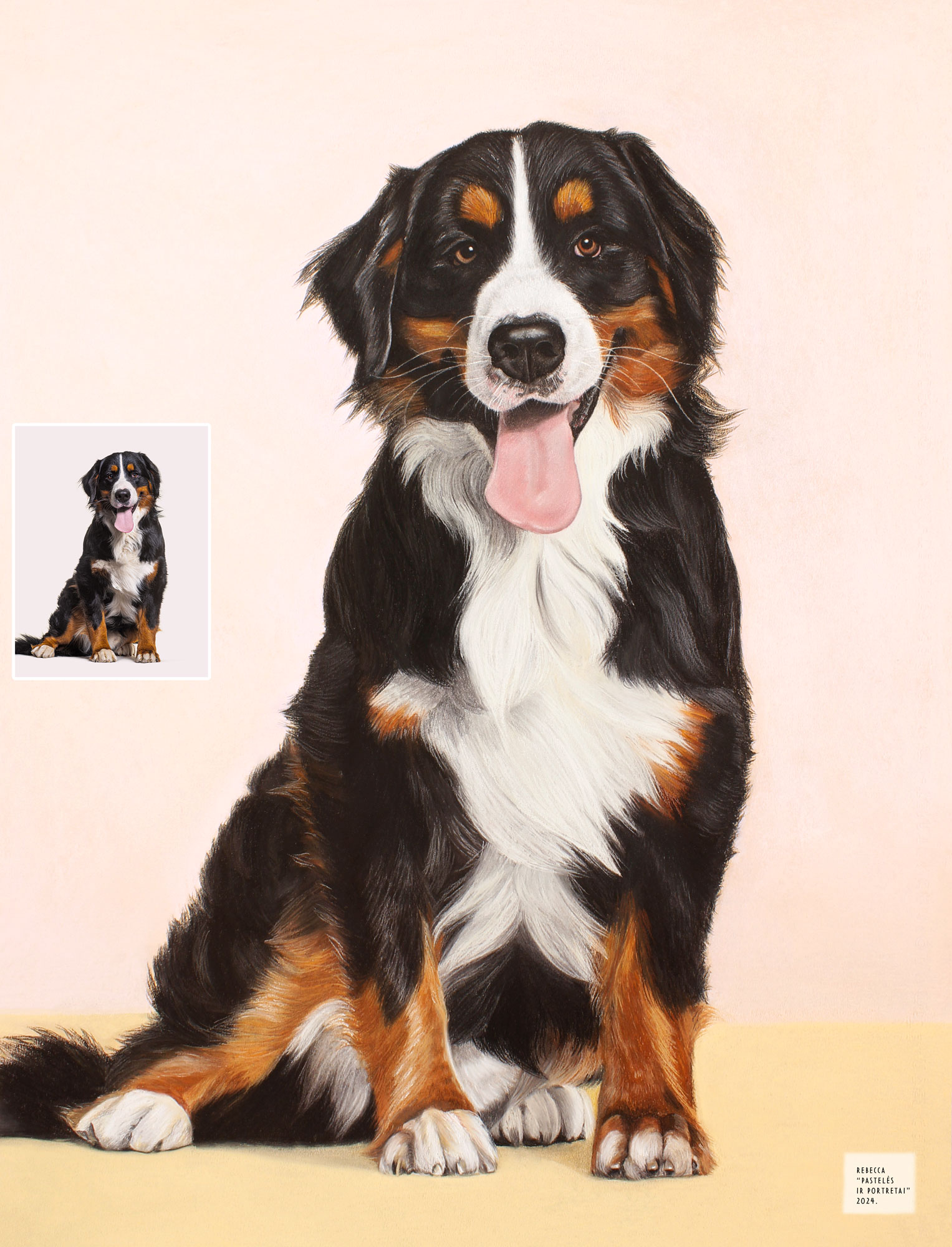 Pastelinis linksmo Berno zenenhundo portretas, sėdinčio šviesiame fone. Portretas is Nuotraukos