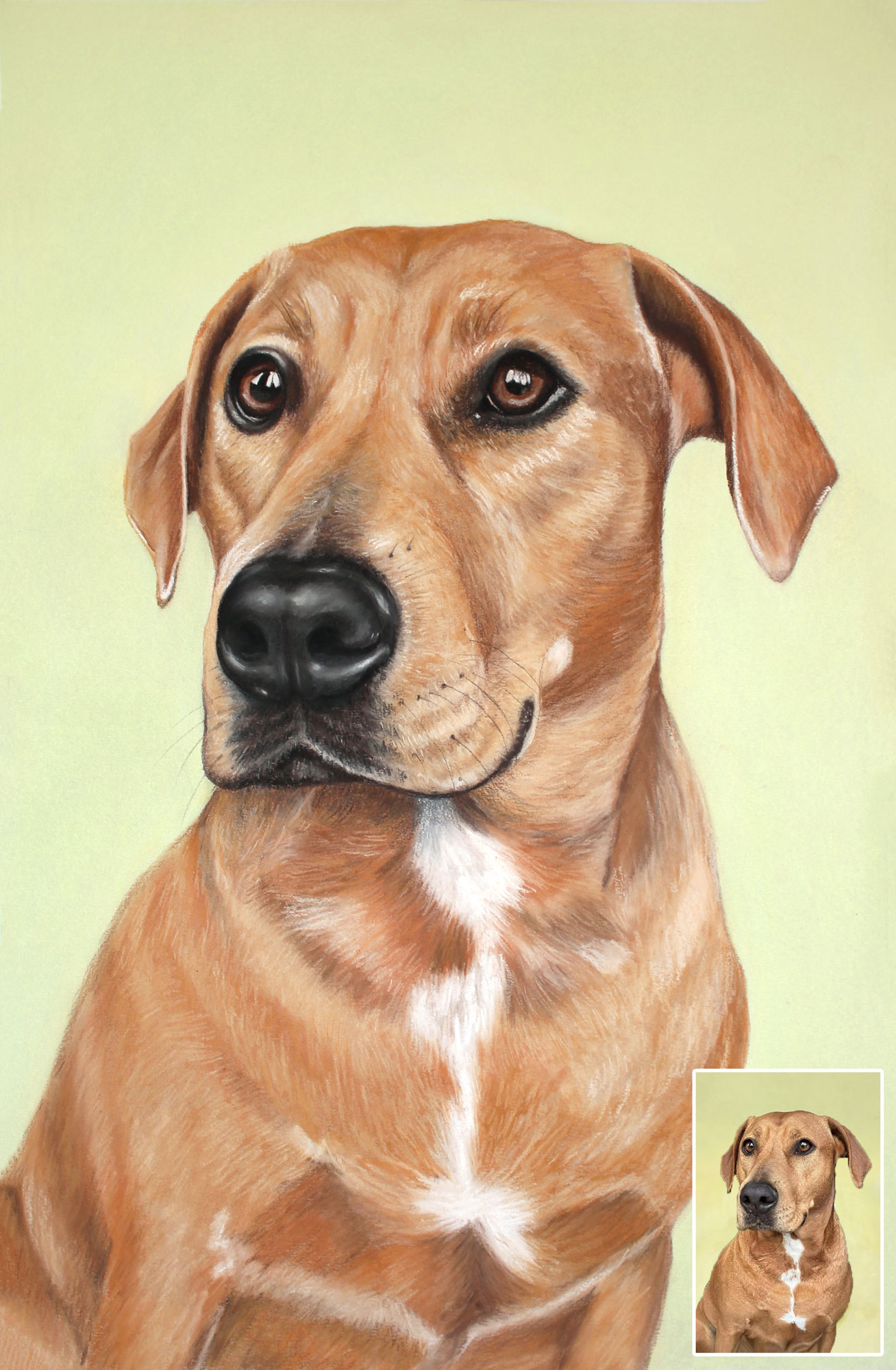 Pastelinis šuns portretas pagal nuotrauką