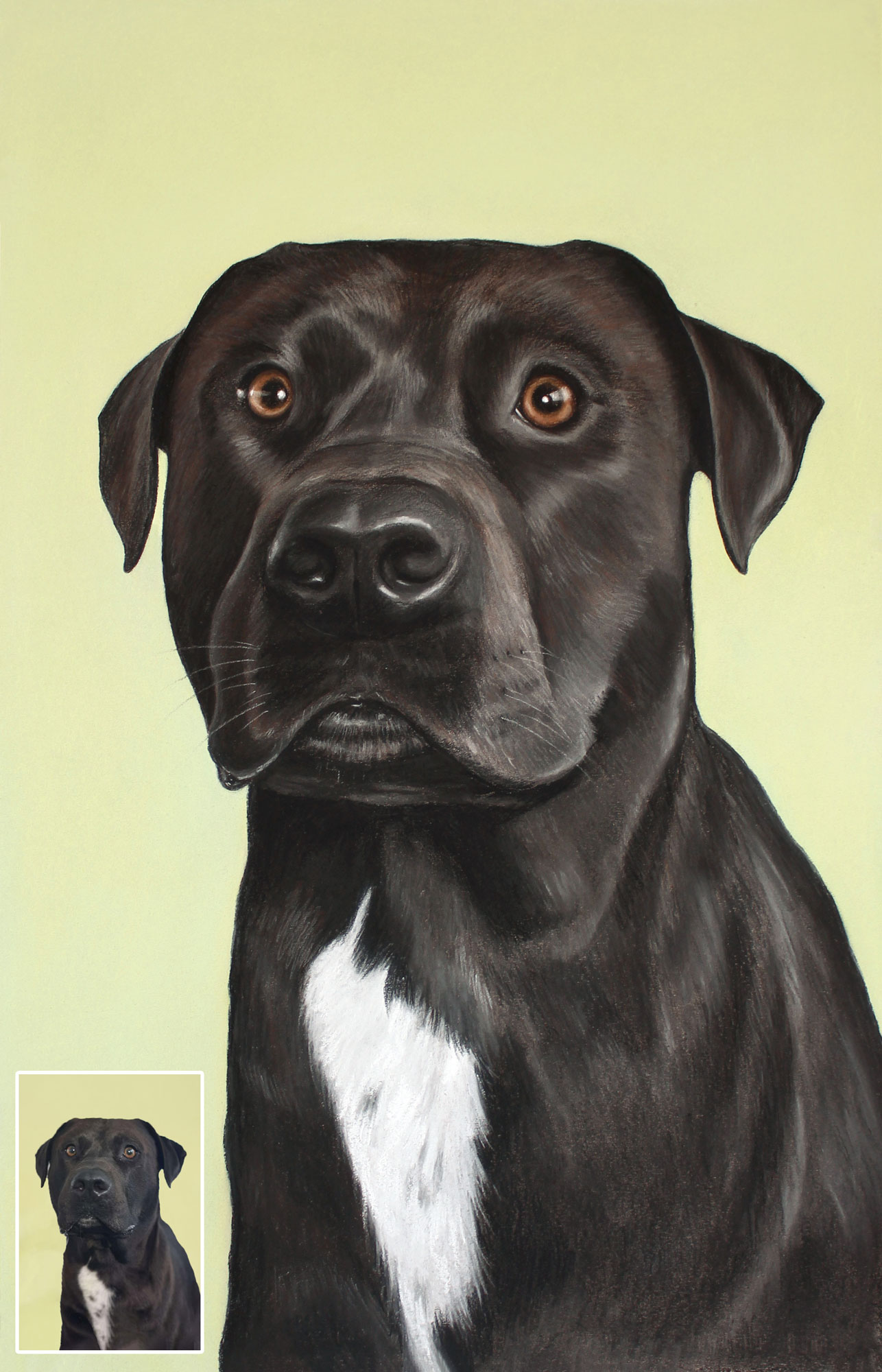 Rankų darbo pastelinis šuns portretas sukurtas iš nuotraukos – unikalus meno kūrinys ant kokybiško popieriaus