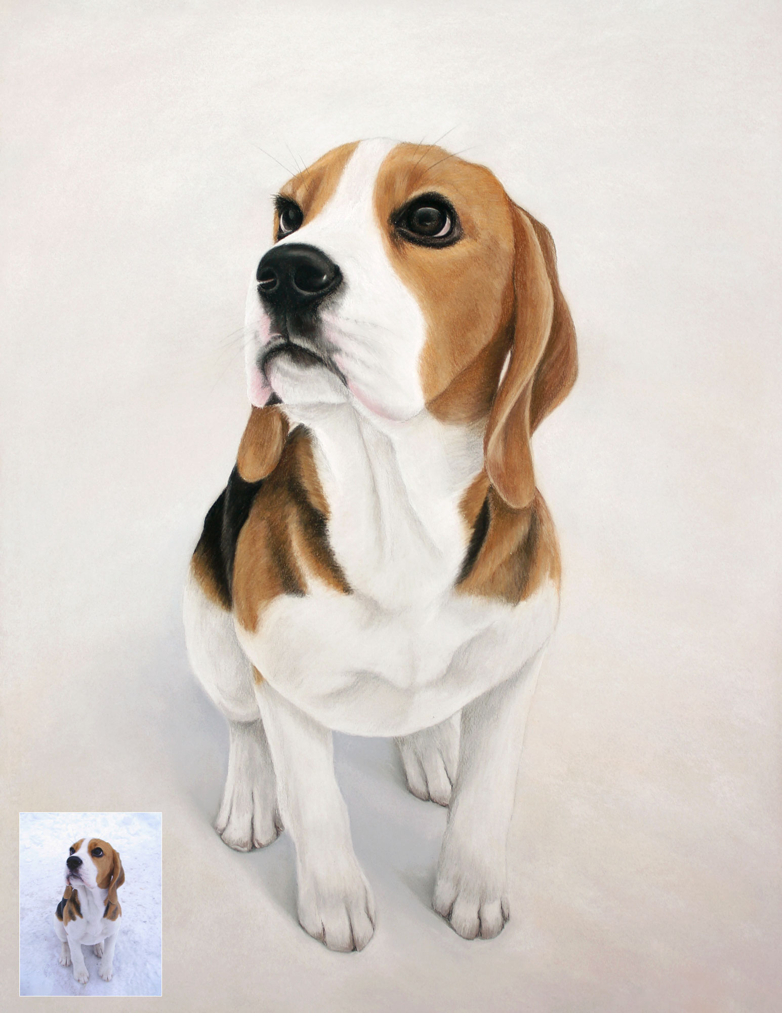 Beagle veislės šuns ranka pieštas pastelinis portretas sukurtas iš augintinio nuotraukos